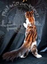 image-38