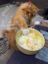 image-39