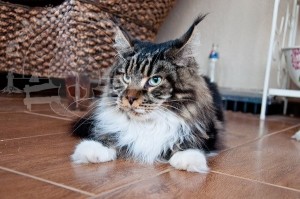 image-43