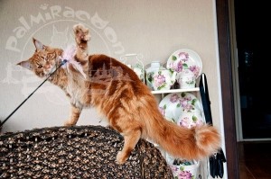 image-48