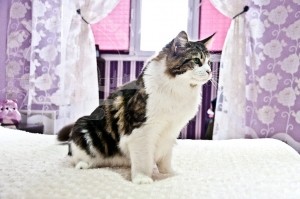 image-66